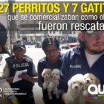 La Agencia Metropolitana de Control rescató 34 animales de compañía La Agencia Metropolitana de Control rescató 34 animales de compañía