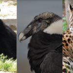 Zoológico de Guayllabamba celebrará el Día Mundial de los Animales Zoológico de Guayllabamba celebrará el Día Mundial de los Animales