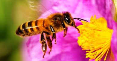 Abejas