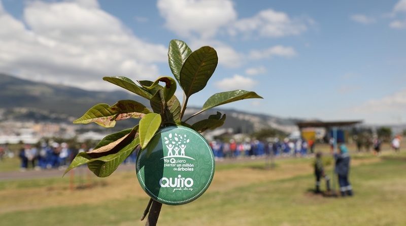 Un millón de árboles para Quito
