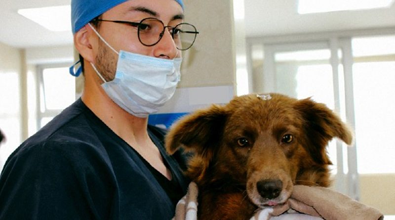 Centros Municipales de Atención Animal laboran ininterrumpidamente