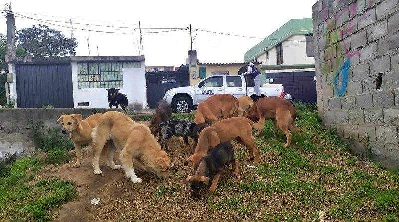 Urbanimal y comunidad entregan alimento