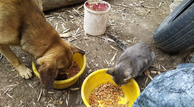 Urbanimal y comunidad entregan alimento