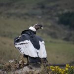 Causas de muerte de Iguiñaro sigue en análisis Causas de muerte de Iguiñaro sigue en análisis