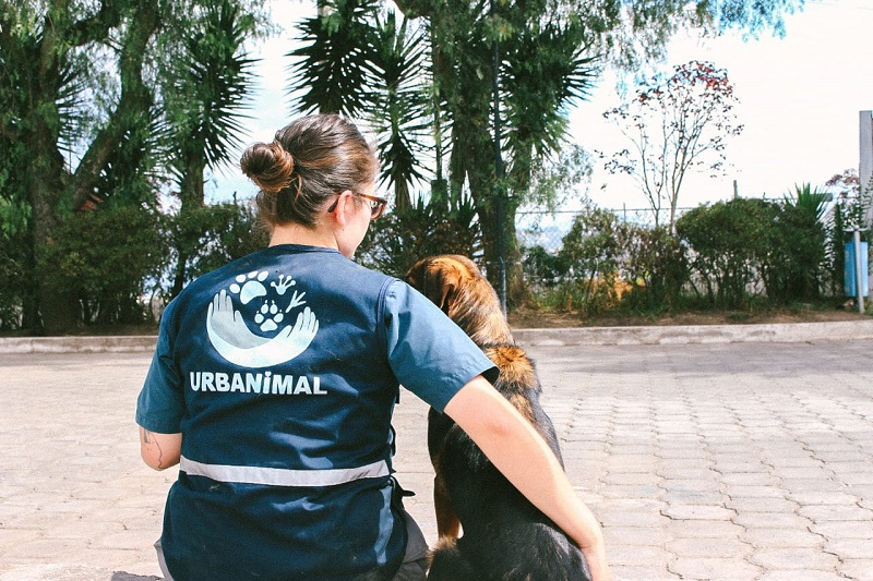 Sanciones por maltrato animal en Quito – Quito Informa