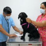 Desparasitación externa es indispensable en animales de compañía Desparasitación externa es indispensable en animales de compañía