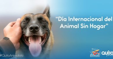 Día internacional del animal sin hogar
