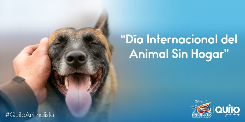 Día internacional del animal sin hogar