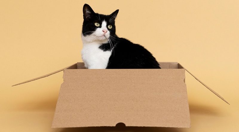Cuidado de felinos