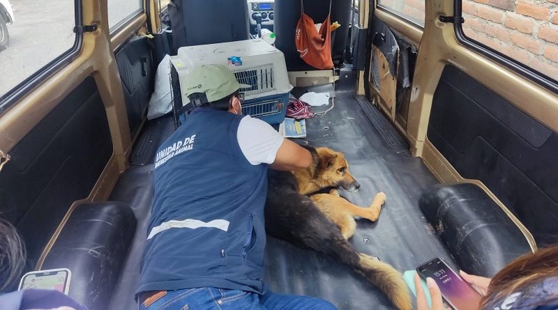 Perro rescatado al sur de Quito