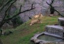 El QuitoZoo busca reconformar la manada de leones