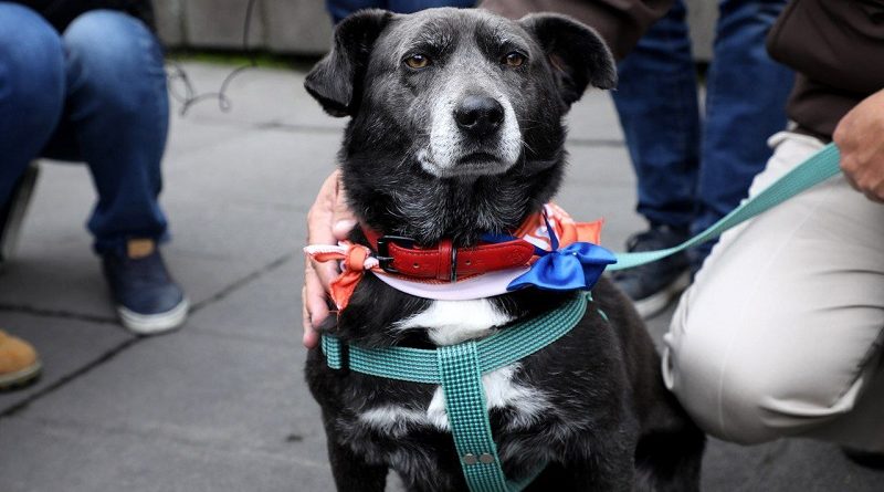 Santi adopción