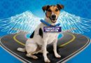 ’Animales al Cielo’ un servicio de EMASEO EP para la ciudadanía