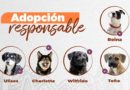 Unidad de Bienestar Animal impulsa la adopción responsable de animales rescatados