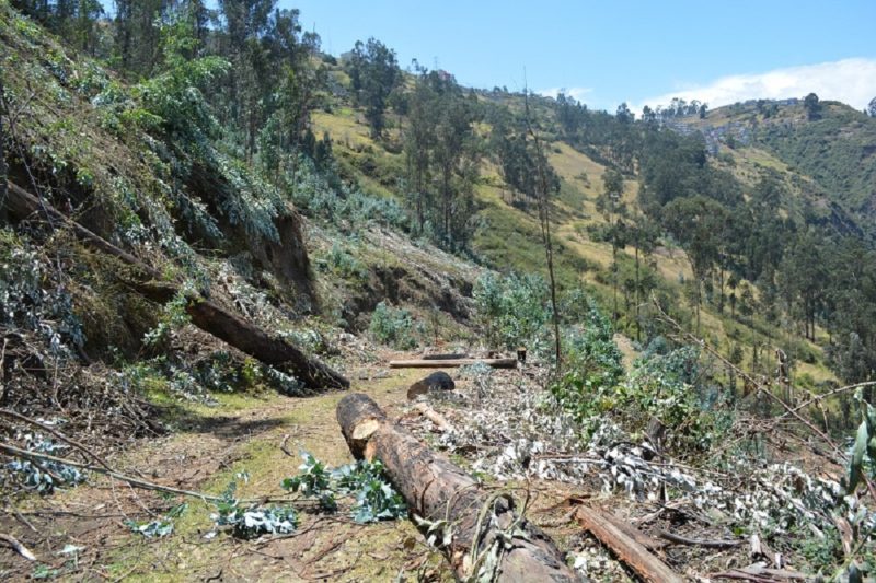Municipio de Quito actúa frente a tala de árboles – Quito Informa