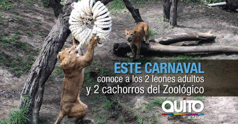 La manada de leones está completa en Guayllabamba – Quito Informa