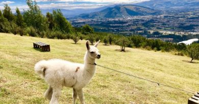 Más de 121 mil personas visitaron los parques durante el feriado