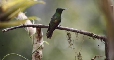 Quito se expone al mundo como destino de naturaleza y avistamiento de aves