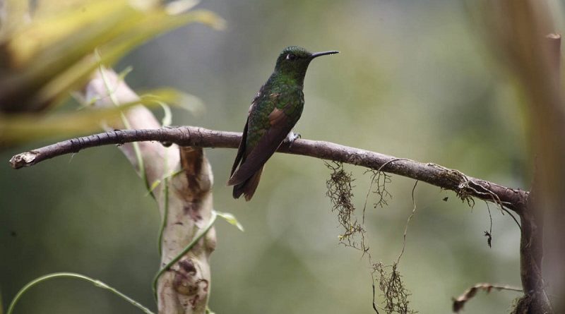 Quito se expone al mundo como destino de naturaleza y avistamiento de aves
