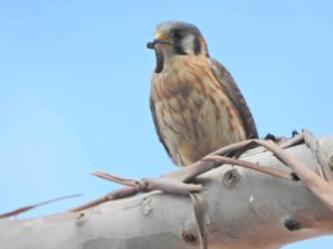 AVES