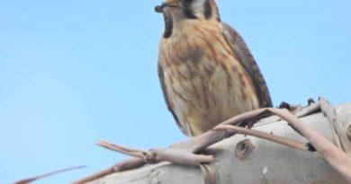 AVES