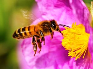 Abejas