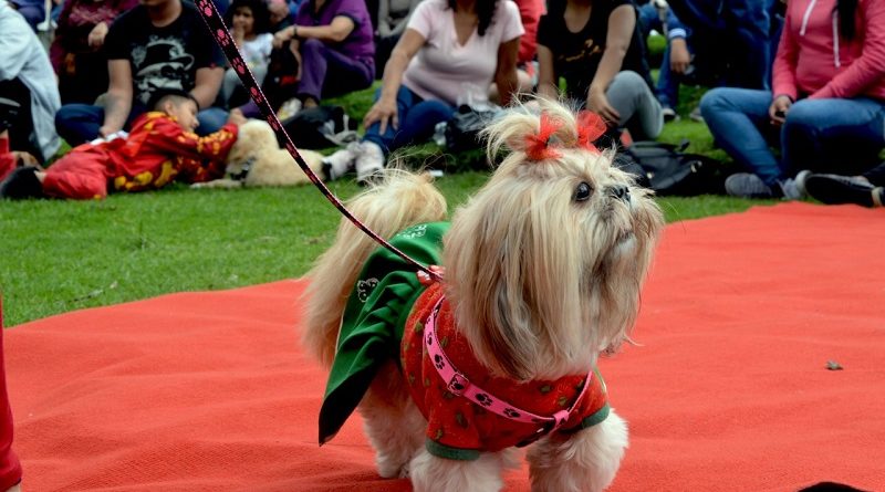 Navidad Perruna