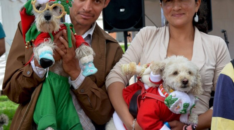 Navidad Perruna
