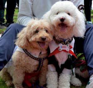 Navidad Perruna