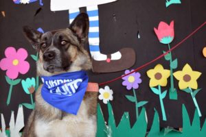 Adopta tu mascota
