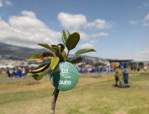 Un millón de árboles para Quito