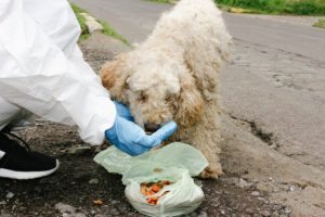 Acciones a favor de la fauna urbana