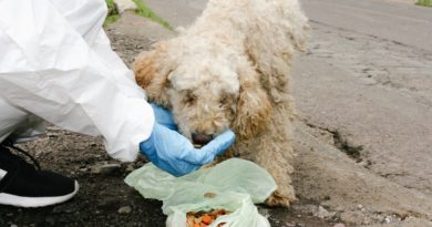 Acciones a favor de la fauna urbana