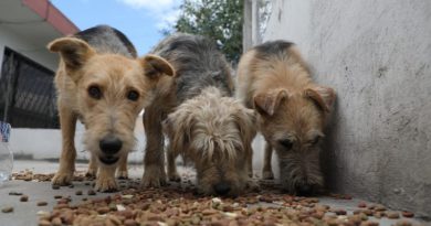 MASCOTAS ALIMENTACIÓN