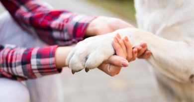 Recomendaciones para el cuidado de animales de compañía