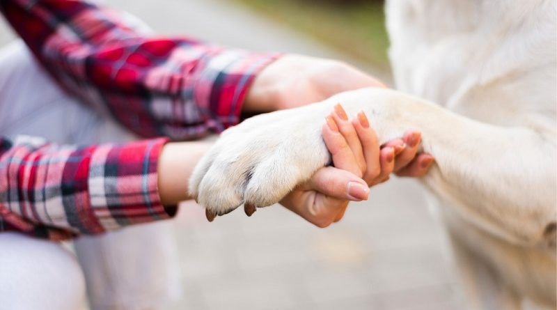 Recomendaciones para el cuidado de animales de compañía