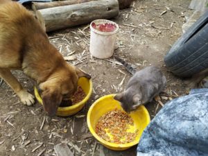 Urbanimal y comunidad entregan alimento