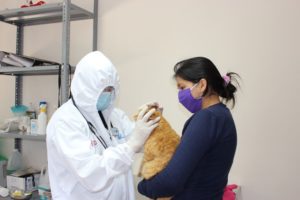 Reactivación de esterilizaciones para animales de calle
