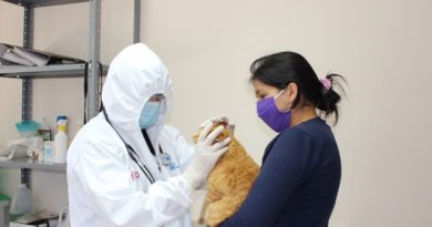 Reactivación de esterilizaciones para animales de calle