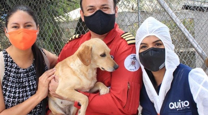 Adopción responsable de animales