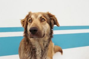 Campaña adopta a tu mejor amigo