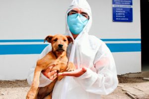 Cuidados para animales de compañía