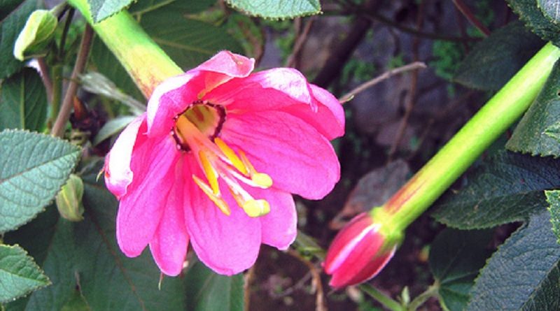 Flor De Taxo