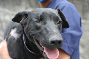 Adopción Negrita