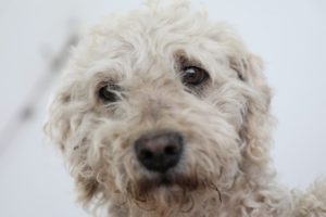 Adopción de animales de compañía