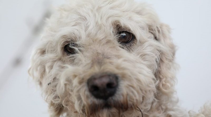 Adopción de animales de compañía