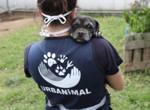 Adopción de animales de compañía