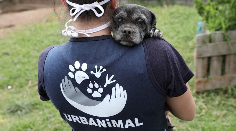 Adopción de animales de compañía