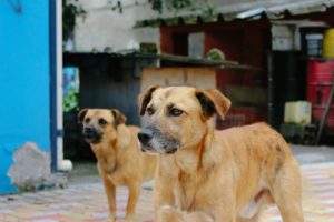 Día mundial del perro callejero