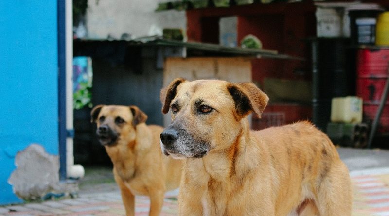 Día mundial del perro callejero